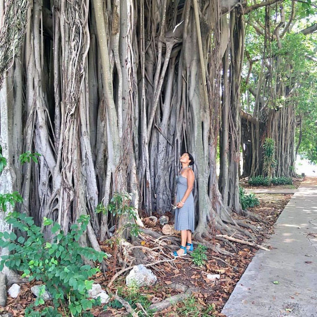 Banyan Tree in Miramar