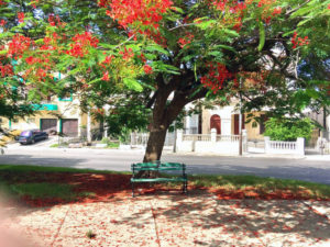 Park in Vedado